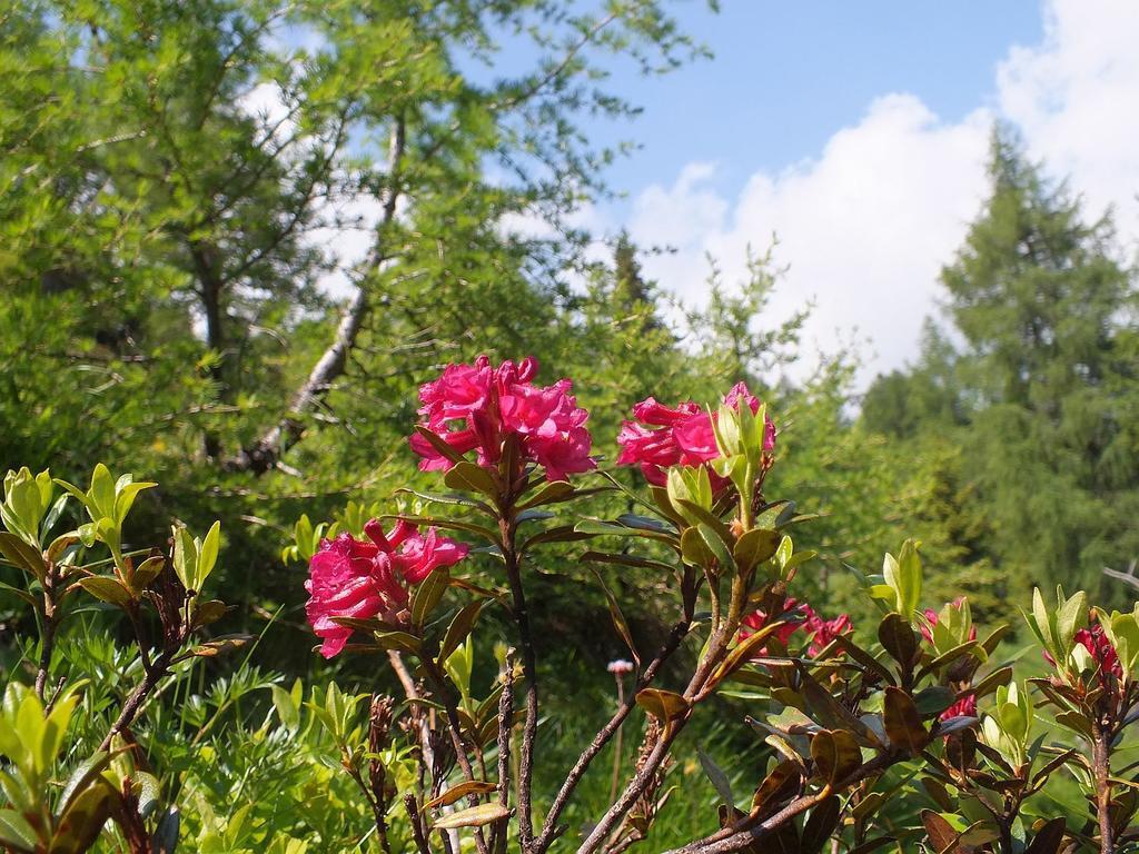Kleine Koch